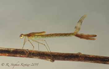 Lestes australis, nymph